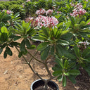 Pink Flowering Plumeria Frangipani Plants for Outdoor & Indoor Spaces, DubaiPotted plant with pink flowers in a garden setting 