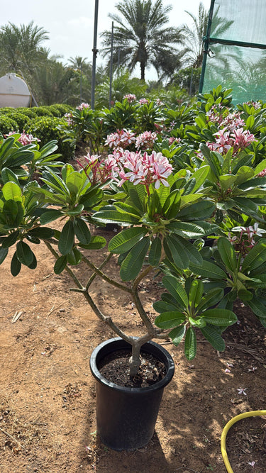 Pink Flowering Plumeria Frangipani Plants for Outdoor & Indoor Spaces, DubaiPotted plant with pink flowers in a garden setting 