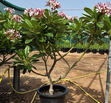 Pink Plumeria Frangipani Flowering Outdoor and Indoor Plants, Dubai. Potted plant with pink flowers in a garden setting