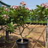 Pink Plumeria Frangipani Flowering Outdoor and Indoor Plants, Dubai. Potted plant with pink flowers in a garden setting