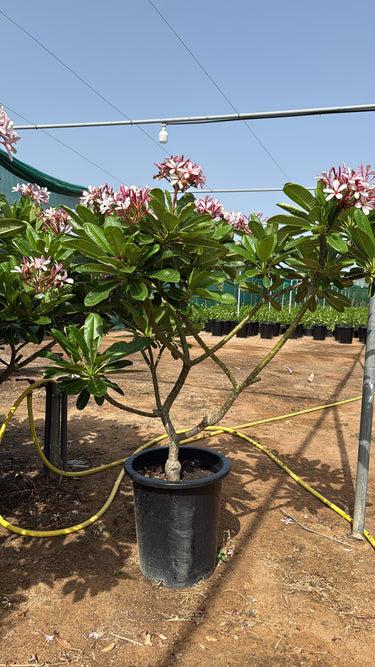 Pink Plumeria Frangipani Flowering Outdoor and Indoor Plants, Dubai. Potted plant with pink flowers in a garden setting