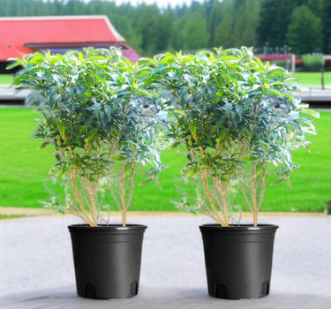 Tabernaemontana Chinensis (Crepe Jasmine / Pinwheel Flower)
