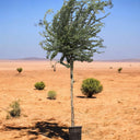 Pithecellobium Dulce – Jungle Jalebi / Madras Thorn Tree 2