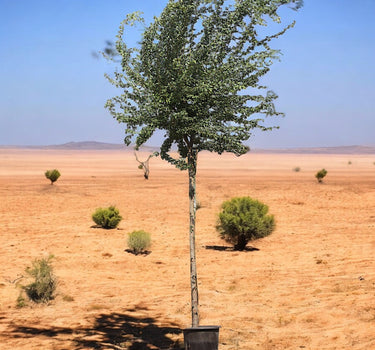 Pithecellobium Dulce – Jungle Jalebi / Madras Thorn Tree 2