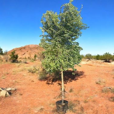 Pithecellobium Dulce – Jungle Jalebi / Madras Thorn Tree 1