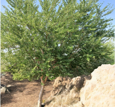 Pithecellobium Dulce – Jungle Jalebi / Madras Thorn Tree 3