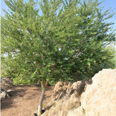 Pithecellobium Dulce – Jungle Jalebi / Madras Thorn Tree 3