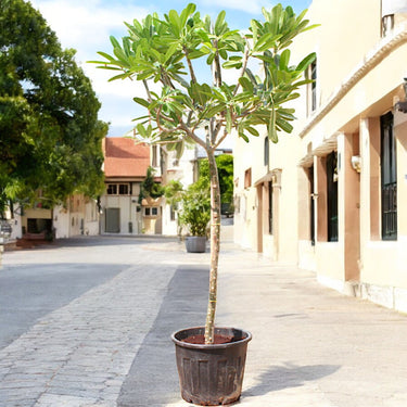 Plumeria Obtusa – Frangipani Tree 2