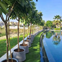 Plumeria Pot Plant Outdoor Plants Dubai. Row of potted plants along a poolside with a cityscape in the background