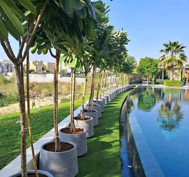 Plumeria Pot Plant Outdoor Plants Dubai. Row of potted plants along a poolside with a cityscape in the background