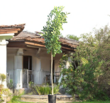 Pongamia Pinnata – Pongamia Tree 2