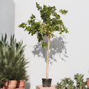 Pongamia Pinnata – Pongamia Tree 1