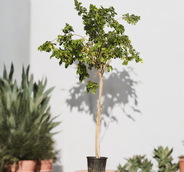 Pongamia Pinnata – Pongamia Tree 1