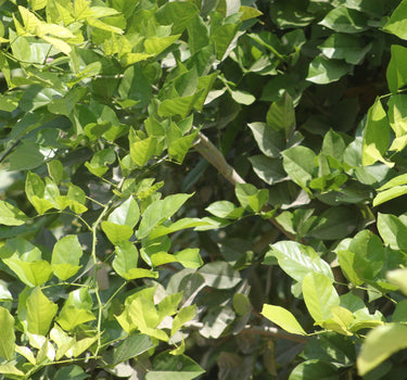 Pongamia Pinnata – Pongamia Tree 4