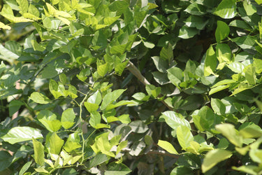 Pongamia Pinnata – Pongamia Tree 4