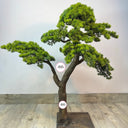 Premium Artificial Bonsai Plants Dubai. Artificial bonsai tree on a wooden floor with a plain white wall background