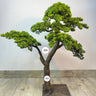 Premium Artificial Bonsai Plants Dubai. Artificial bonsai tree on a wooden floor with a plain white wall background