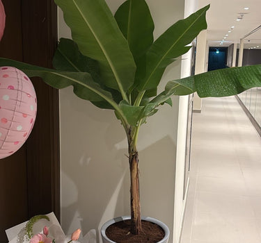 Premium Banana Plant in Ceramic Planter, Dubai. Potted plant in a room with a bouquet of flowers and balloons.