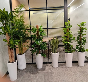 Premium Bundle Office Plants UAE. Row of potted plants in an office setting with a glass wall.