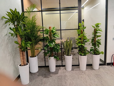 Premium Bundle Office Plants UAE. Row of potted plants in an office setting with a glass wall.