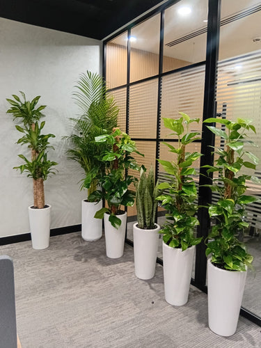 Premium Bundle Office Plants UAE. Indoor office setting with multiple potted plants in a modern office space.