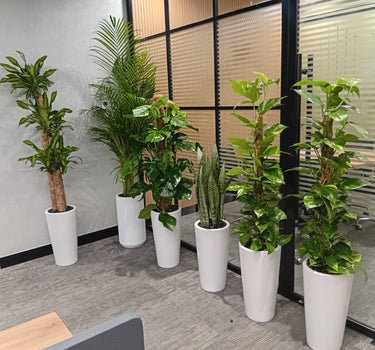 Premium Bundle Office Plants UAE. Plants in white pots are arranged in an office setting
