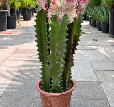 Premium Euphorbia in Nursery Pot Indoor Plants Dubai. Tall cactus with pink flowers in a pot on a pavement