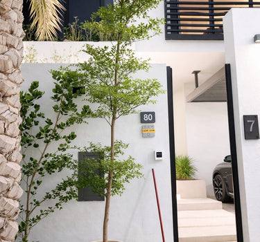 Bucida Tree or Shady Lady Tree in Premium Fiber Plants Dubai.