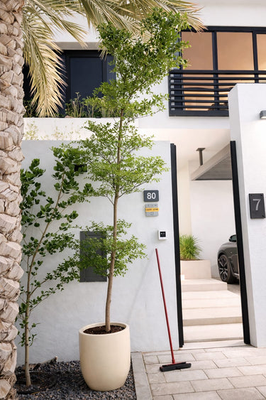 Bucida Tree or Shady Lady Tree in Premium Fiber Plants Dubai.