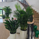 Premium House Plants Zizi + Big Areca Plants UAE. Potted plants in a home setting with a staircase and railing.
