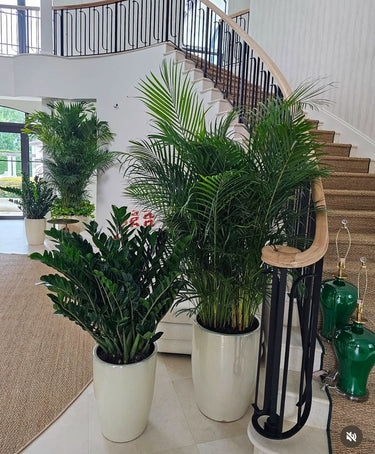 Premium House Plants Zizi + Big Areca Plants UAE. Potted plants in a home setting with a staircase and railing.