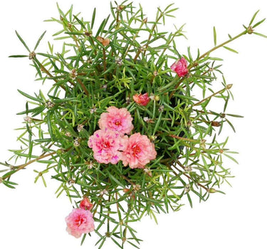 Premium Moss Rose Plant for Office Spaces, Dubai. Pink flowers on green foliage against a white background