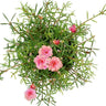 Premium Moss Rose Plant for Office Spaces, Dubai. Pink flowers on green foliage against a white background