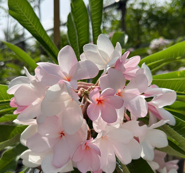 Premium Pink Plumeria Frangipani Outdoor & Indoor Plant, Dubai. Pink and white flowers with green leaves on a sunny day