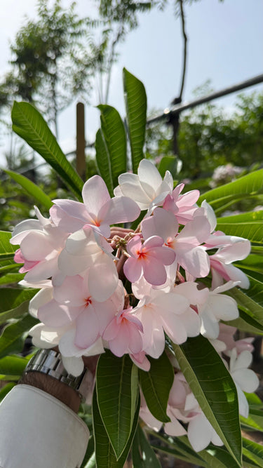 Premium Pink Plumeria Frangipani Outdoor & Indoor Plant, Dubai. Pink and white flowers with green leaves on a sunny day