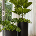 Premium Plants Bundle in Fiber Black Matte. Two potted plants in black containers on a tiled floor with a glass door and white curtains in the background.
