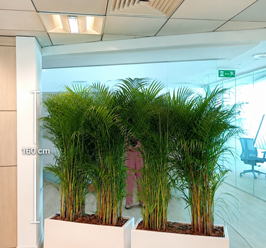 Privacy Areca Palm in White Rectangular Plants UAE