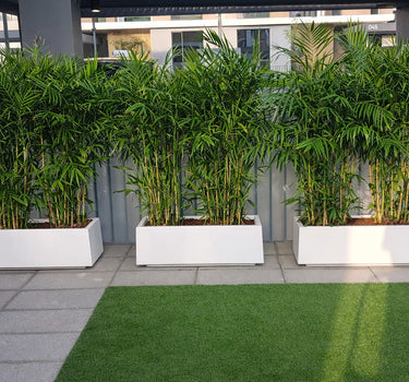 Privacy Bamboo Palm Plants UAEThree bamboo plants in white planters on a patio with grass and building exterior in the background. 