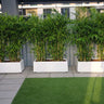 Privacy Bamboo Palm Plants UAEThree bamboo plants in white planters on a patio with grass and building exterior in the background. 