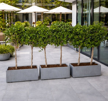 Privacy Ficus Single-Head Plants, UAE. Row of potted trees on a patio with white umbrellas in the background