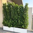 Privacy Plants Ficus per pot in UAE.