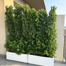 Privacy Plants Ficus per pot in UAE.