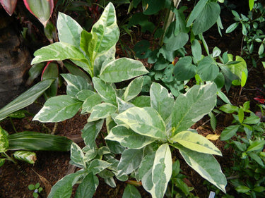 Eranthemum Variegated - Pseuderanthemum 6