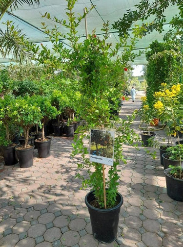 Punica Granatum – Pomegranate 2