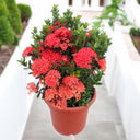 Ixora Chinensis 3