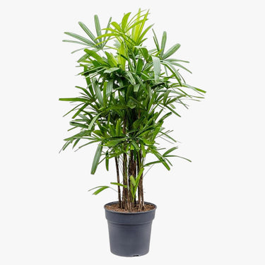 Rhapis Excelsa – Miniature Fan Palm – Lady Palm – Bamboo Palm 3