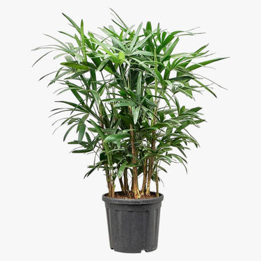 Rhapis Excelsa – Miniature Fan Palm – Lady Palm – Bamboo Palm 5