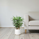 Rhapis Excelsa – Miniature Fan Palm – Lady Palm – Bamboo Palm 4