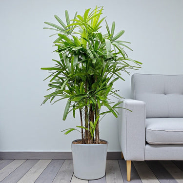 Rhapis Excelsa – Miniature Fan Palm – Lady Palm – Bamboo Palm 8