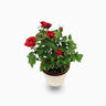 Rose Plants Outdoor - Grujan Pakistani 1